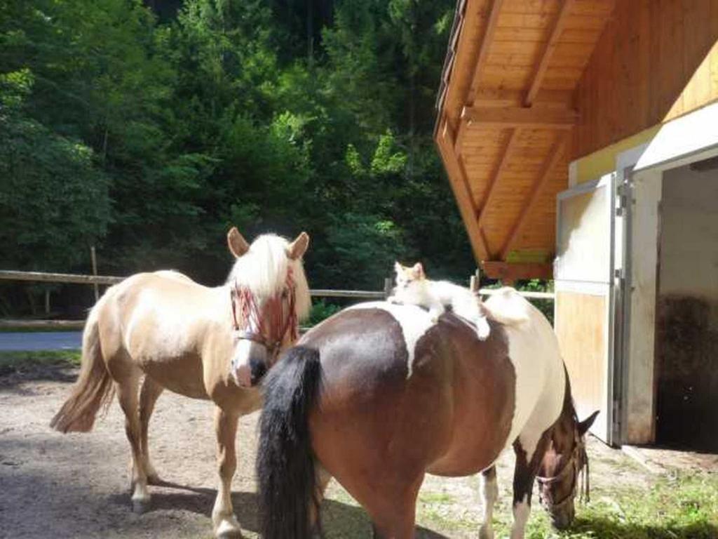 Gaestehaus Forstner Loich Bagian luar foto